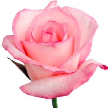 ROSA VANIA 50