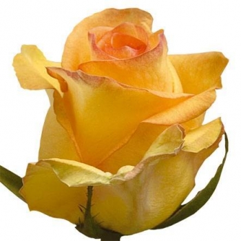 ROSA DEJA VU 60