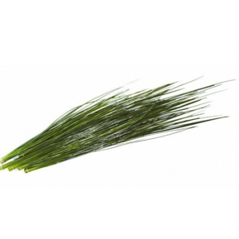 JUNCO