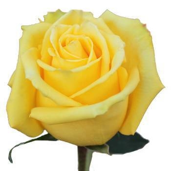 ROSA MOHANA 50