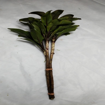 DRACENA CHOCO BABY