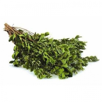 PITTOSPORUM VERDE