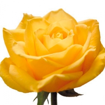 ROSA JUPITER 60