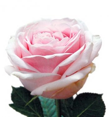 ROSA SWEET AVALANCHE 50
