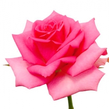 ROSA HANSEAT 60