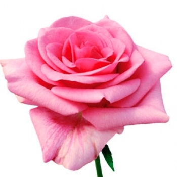 ROSA SOLITAIRE 60