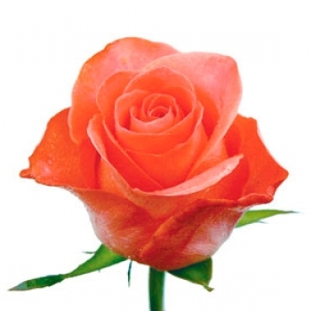 ROSA WOW 40