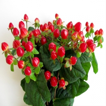 HIPERICUM VERMELHO 50