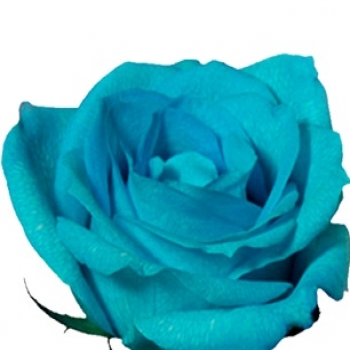ROSA NATURAL COLORIDA AZUL 60