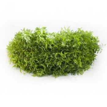 HERA SMILAX
