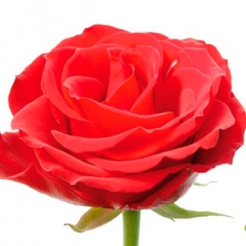 ROSA LUNA ROSSA 60