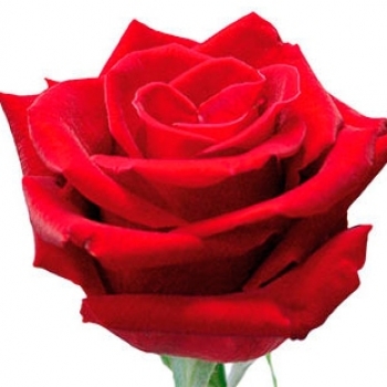 ROSA LOVELY RED 50