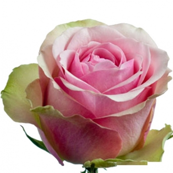 ROSA BELLE ROSE 50