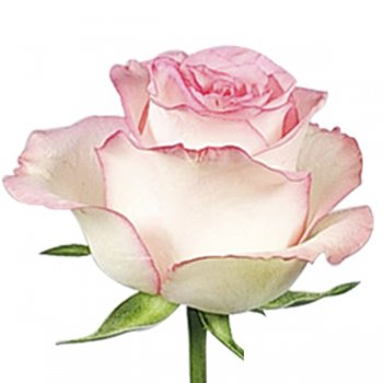 ROSA JUMILIA 40