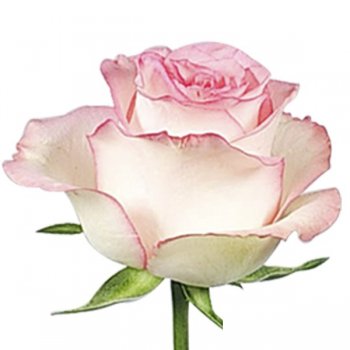 ROSA JUMILIA 60