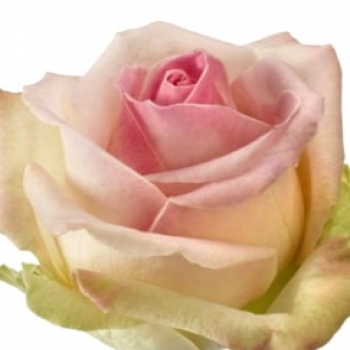 ROSA SORBET AVALANCHE 40