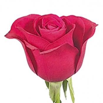 ROSA RED ALERT 40