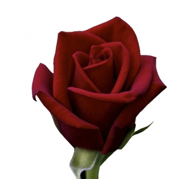 ROSA TOP SECRET 60