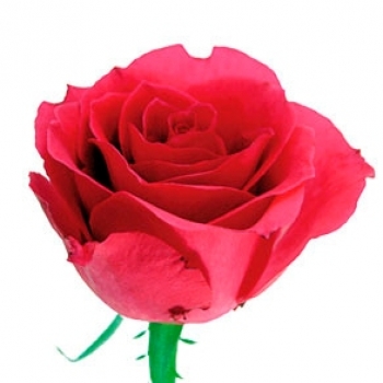 ROSA HOT LADY 40