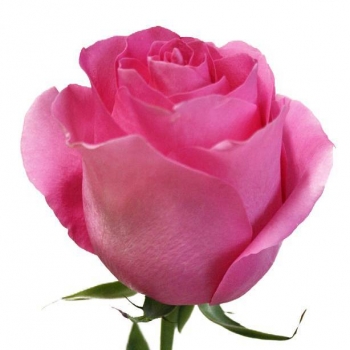 ROSA PINK MARTINI 60