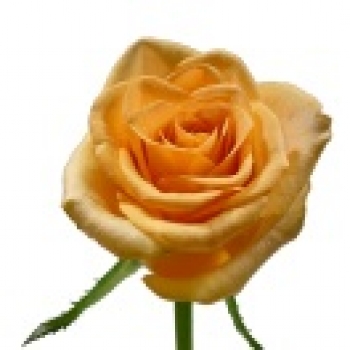 ROSA CANELA 50