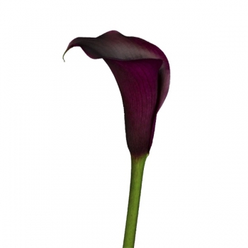 CALLAS BLACK BERRY 70