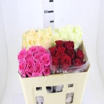 ROSA VARIADA 60