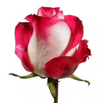 ROSA ALL STAR 60