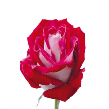 ROSA BRASILIAN LADY 40