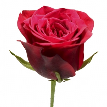 ROSA BURGUNDY 40