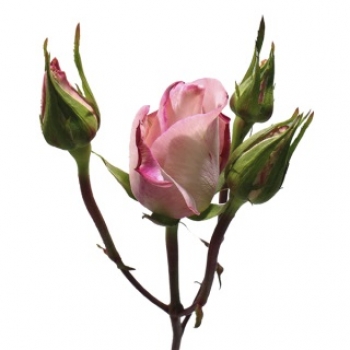 ROSA CHARM VANIA 40