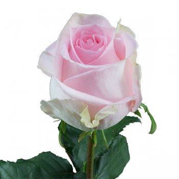 ROSA CONDESSA 60
