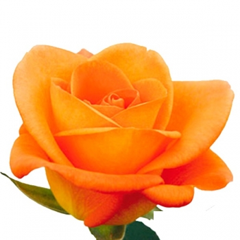 ROSA TROPICALAMAZONA 50