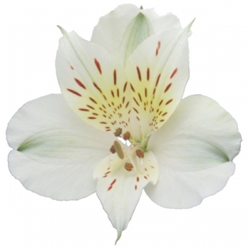 ALSTROEMERIA AKEMI 60