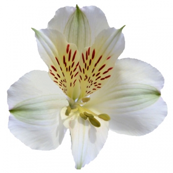 ALSTROEMERIA AVALANGE 70
