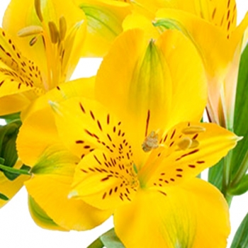 ALSTROEMERIA BELL STAR 70