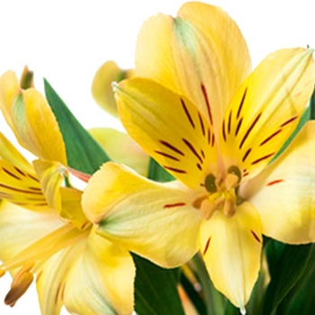 ALSTROEMERIA CARIBBEAN 70
