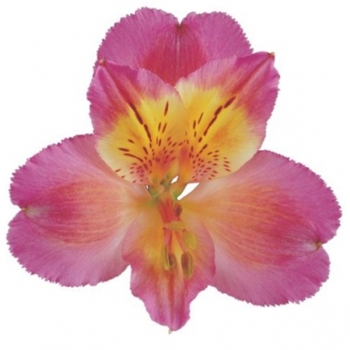ALSTROEMERIA CHANNEL 60