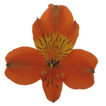 ALSTROEMERIA CHEERIO 70