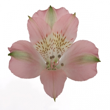 ALSTROEMERIA CHERISH 60