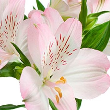 ALSTROEMERIA DUBAI 70