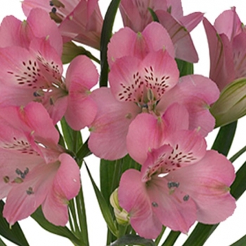 ALSTROEMERIA GRACE 70
