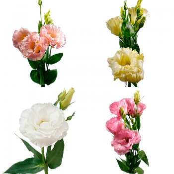 LISIANTHUS VARIADO 60