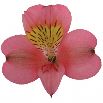 ALSTROEMERIA LIVORNO 70