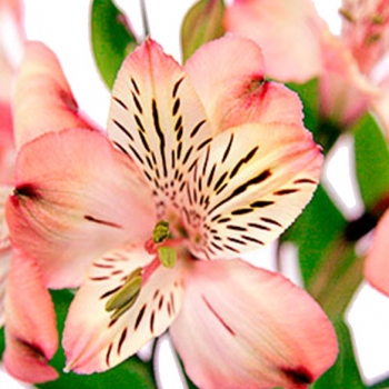 ALSTROEMERIA MILOS 70