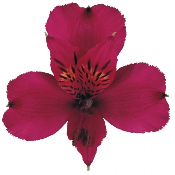 ALSTROEMERIA NAPOLI 70