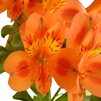 ALSTROEMERIA ORANGE QUEEN 60