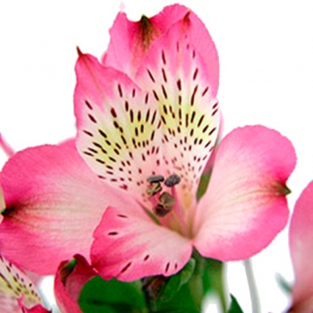 ALSTROEMERIA OVATION 70