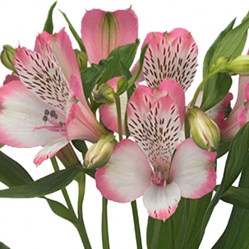 ALSTROEMERIA PINK SURPRISE 70