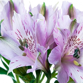 ALSTROEMERIA PLATINA 70